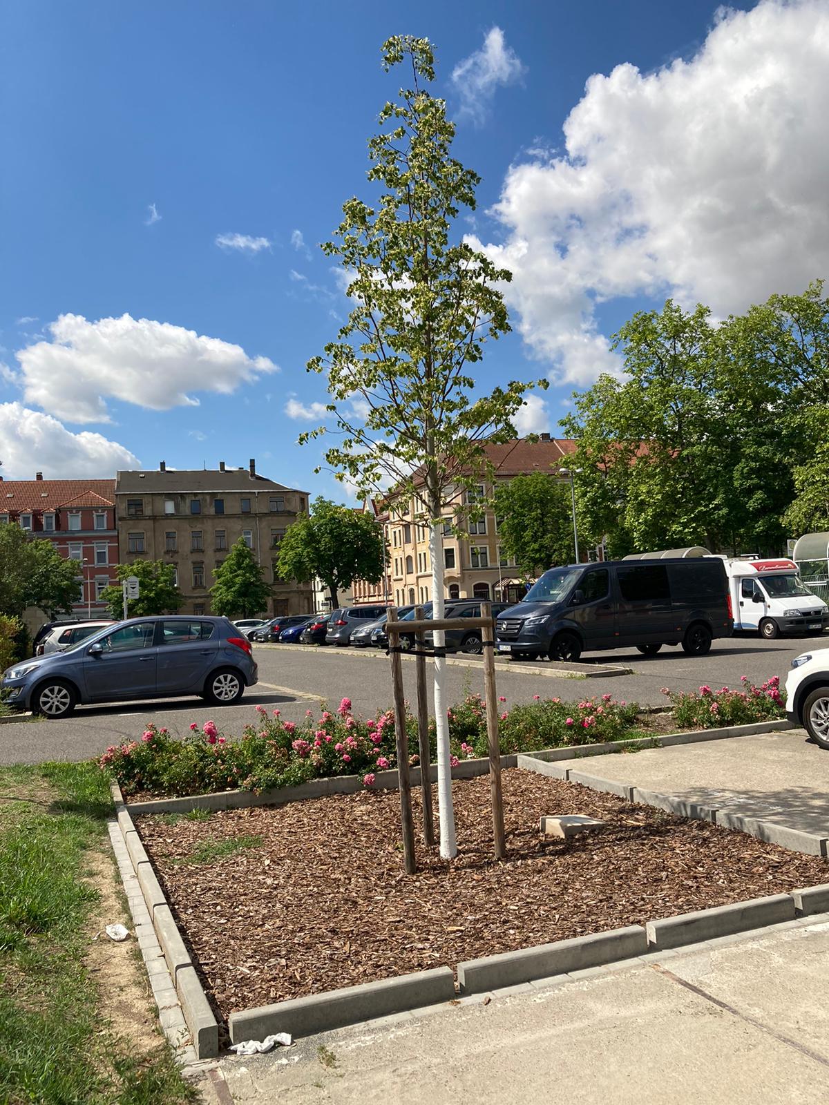 Käferberglinde